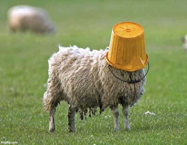 stupid sheep | image tagged in stupid sheep | made w/ Imgflip meme maker