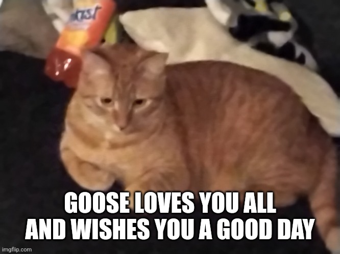 Goose | GOOSE LOVES YOU ALL AND WISHES YOU A GOOD DAY | image tagged in goose | made w/ Imgflip meme maker