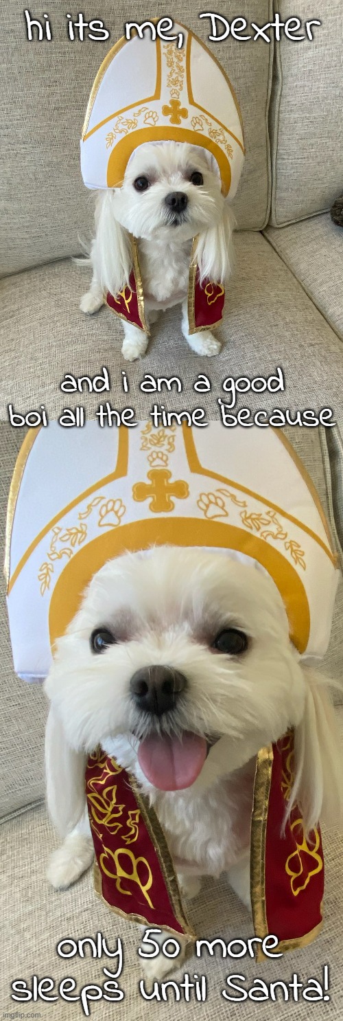 Dexter's Costume for His 2nd Halloween | hi its me, Dexter; and i am a good boi all the time because; only 50 more sleeps until Santa! | image tagged in funny dog memes,dexter,td1437 | made w/ Imgflip meme maker