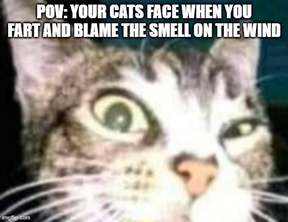 LOL | POV: YOUR CATS FACE WHEN YOU FART AND BLAME THE SMELL ON THE WIND | image tagged in hmmmm | made w/ Imgflip meme maker