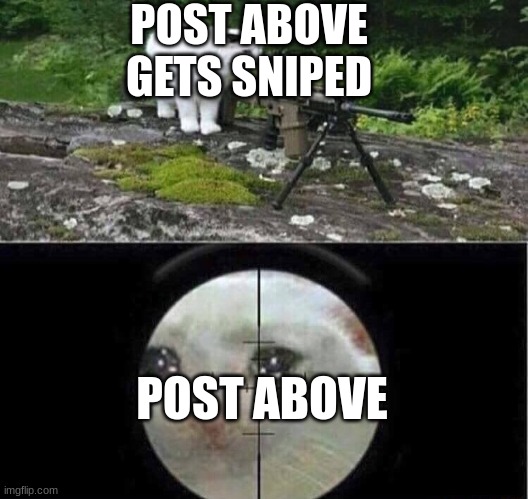 Sniper cat | POST ABOVE GETS SNIPED; POST ABOVE | image tagged in sniper cat | made w/ Imgflip meme maker