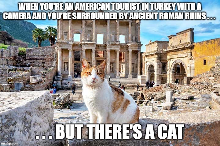 . . . But There's a Cat | WHEN YOU'RE AN AMERICAN TOURIST IN TURKEY WITH A CAMERA AND YOU'RE SURROUNDED BY ANCIENT ROMAN RUINS . . . . . . BUT THERE'S A CAT | image tagged in cat,turkey,ancient roman ruins,ephesus | made w/ Imgflip meme maker