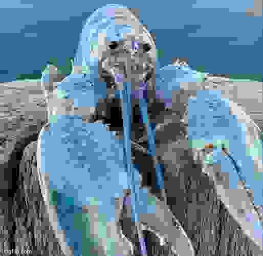 Lobter | image tagged in the blue lobster | made w/ Imgflip meme maker