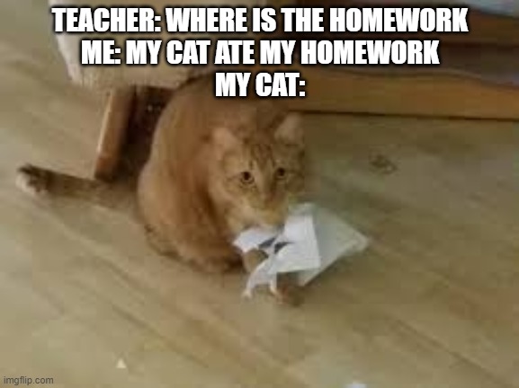 my cat ate my homework | TEACHER: WHERE IS THE HOMEWORK
ME: MY CAT ATE MY HOMEWORK
MY CAT: | image tagged in homework | made w/ Imgflip meme maker