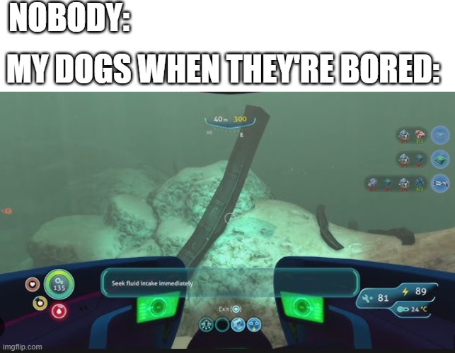 so true | NOBODY:; MY DOGS WHEN THEY'RE BORED: | image tagged in dogs,funny,subnautica,hilarious,memes | made w/ Imgflip meme maker