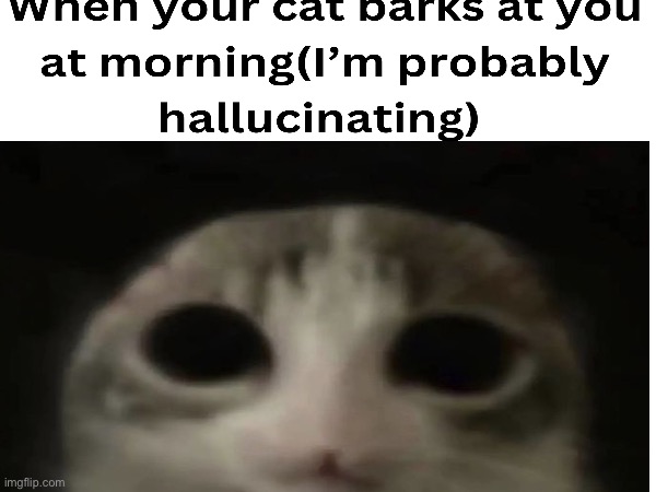 Umm… | image tagged in cats | made w/ Imgflip meme maker