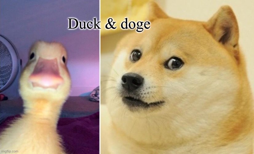 Duck & do(d)ge | Duck & doge | image tagged in memes,doge | made w/ Imgflip meme maker