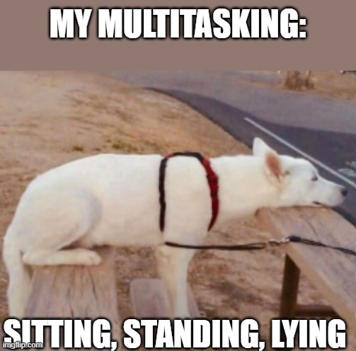 MY MULTITASKING | MY MULTITASKING:; SITTING, STANDING, LYING | image tagged in dogs,fun stream,pets,multitasking,multi doge,lol so funny | made w/ Imgflip meme maker