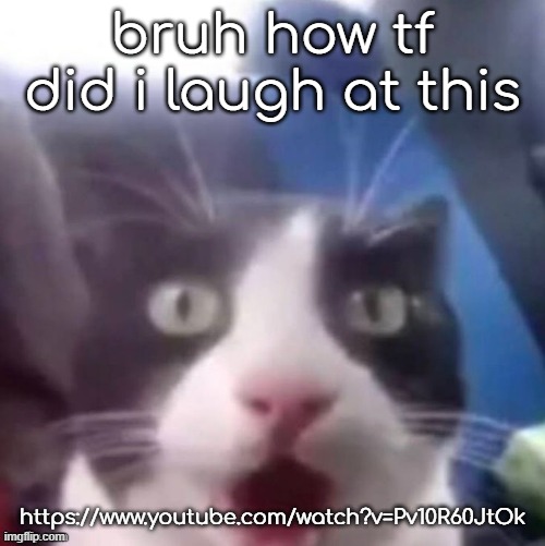 turkey sandwich | bruh how tf did i laugh at this; https://www.youtube.com/watch?v=Pv10R60JtOk | image tagged in cat shocked | made w/ Imgflip meme maker