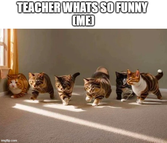 cats funny Memes & GIFs - Imgflip