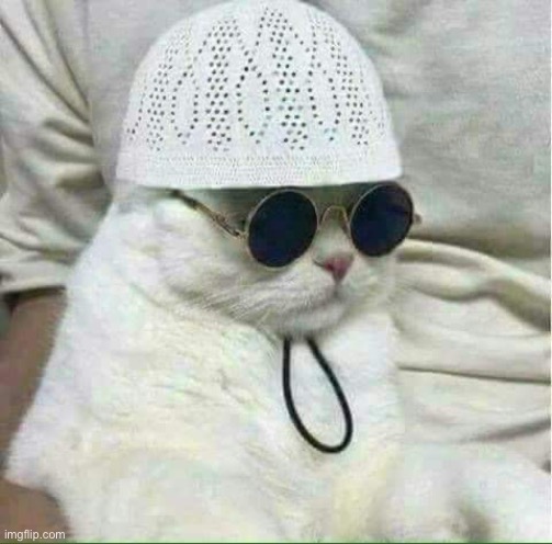 Chad | image tagged in muslim cat | made w/ Imgflip meme maker