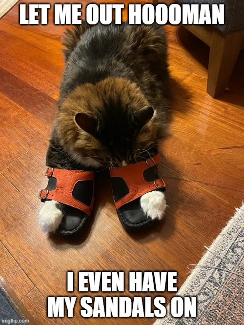 LET ME OUT HOOOMAN; I EVEN HAVE MY SANDALS ON | made w/ Imgflip meme maker