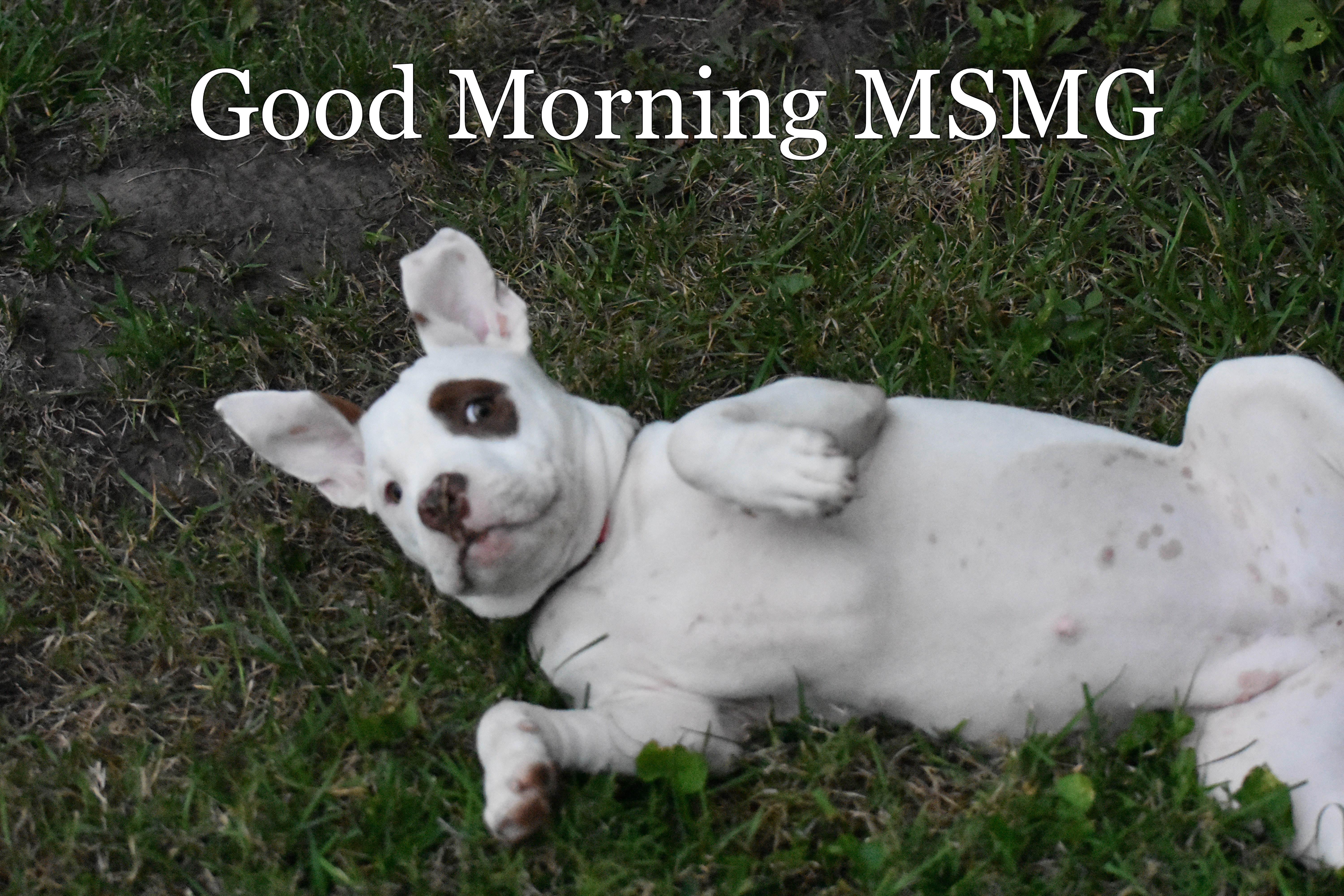 Good Morning MSMG | made w/ Imgflip meme maker