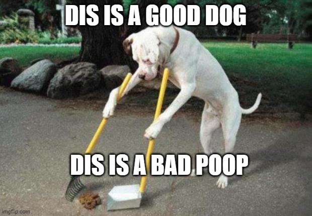 Dog poop | DIS IS A GOOD DOG; DIS IS A BAD POOP | image tagged in dog poop | made w/ Imgflip meme maker