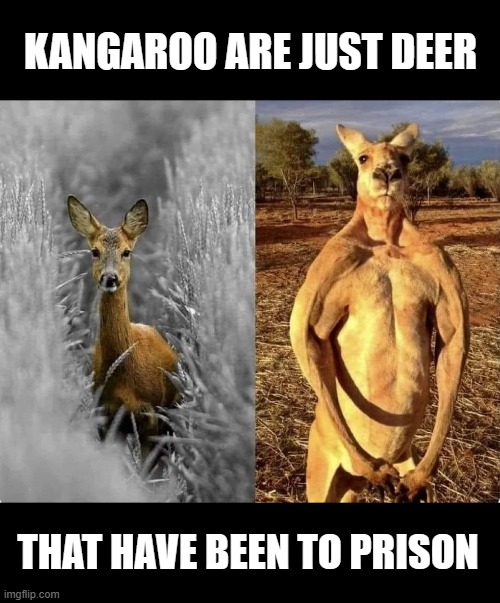 Deer in prison | KANGAROO ARE JUST DEER; THAT HAVE BEEN TO PRISON | image tagged in deer,whitetail deer,prison,kangaroo | made w/ Imgflip meme maker