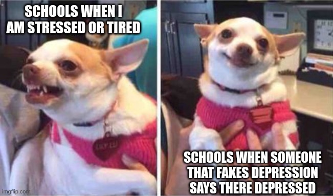 chiuaua | SCHOOLS WHEN I AM STRESSED OR TIRED; SCHOOLS WHEN SOMEONE THAT FAKES DEPRESSION SAYS THERE DEPRESSED | image tagged in chiuaua | made w/ Imgflip meme maker