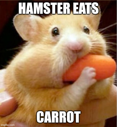 Carrot | HAMSTER EATS; CARROT | image tagged in hamster eats carrot mouthful | made w/ Imgflip meme maker
