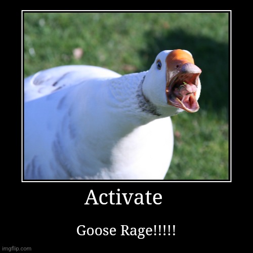 Goose Rage!!!!! | Activate | Goose Rage!!!!! | image tagged in funny,demotivationals,animals | made w/ Imgflip demotivational maker