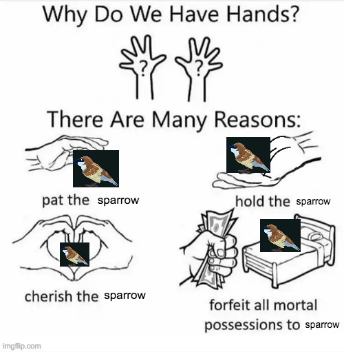 s p a r r o w | sparrow; sparrow; sparrow; sparrow | image tagged in why do we have hands all blank,memes,funny,birds | made w/ Imgflip meme maker