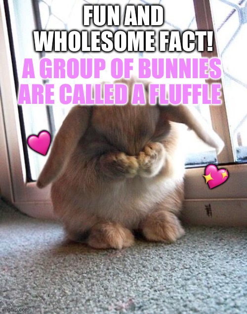 pretty cute huh? Exactly like you who’s reading this | FUN AND WHOLESOME FACT! A GROUP OF BUNNIES ARE CALLED A FLUFFLE; 🩷; 💖 | image tagged in embarrassed bunny,wholesome | made w/ Imgflip meme maker