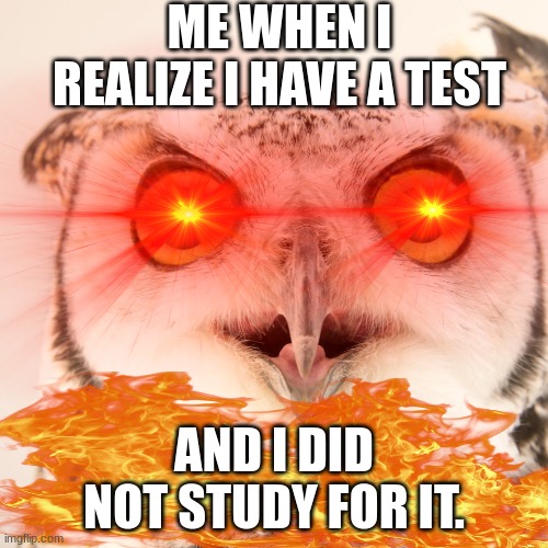 owl meme | ME WHEN I REALIZE I HAVE A TEST; AND I DID NOT STUDY FOR IT. | image tagged in owl | made w/ Imgflip meme maker