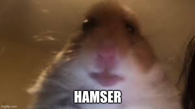 cute | HAMSER | image tagged in facetime hamster | made w/ Imgflip meme maker