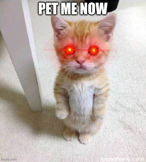 Cute Cat Meme | PET ME NOW | image tagged in memes,cute cat | made w/ Imgflip meme maker