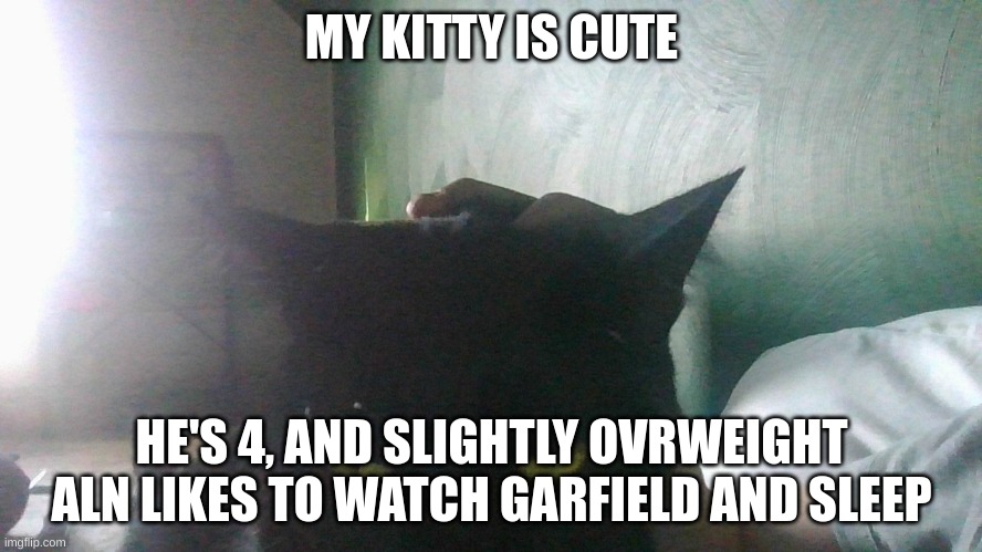 if u see my memes, u should know me a little | MY KITTY IS CUTE; HE'S 4, AND SLIGHTLY OVRWEIGHT ALN LIKES TO WATCH GARFIELD AND SLEEP | image tagged in kat | made w/ Imgflip meme maker