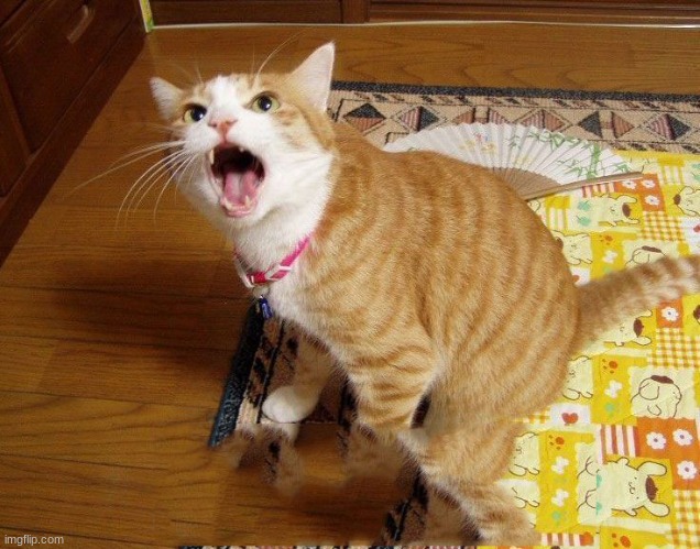 moar cat | image tagged in moar cat | made w/ Imgflip meme maker