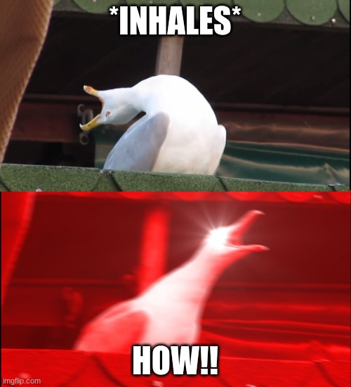 Screaming bird | *INHALES* HOW!! | image tagged in screaming bird | made w/ Imgflip meme maker