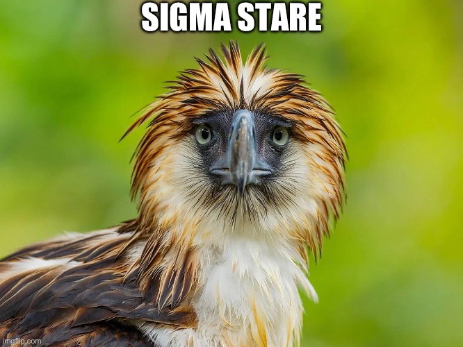 Sigma Stare ( Philippine Eagle ) | SIGMA STARE | image tagged in anime meme,sigma,sigma stare,birds,birb,funny animal meme | made w/ Imgflip meme maker