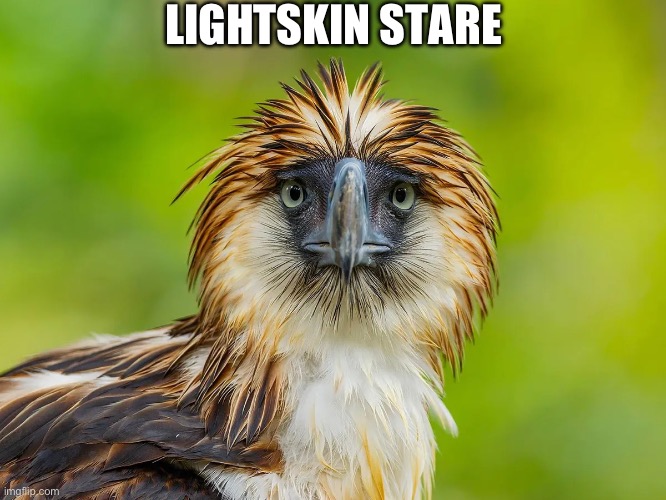 Lightskin Stare ( Philippine Eagle  ) | LIGHTSKIN STARE | image tagged in lightskin stare,funny animal meme,birds,birb,eagles,animal meme | made w/ Imgflip meme maker