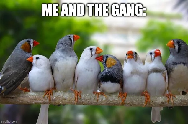 Me and the Gang ( Zebra Finches ) | ME AND THE GANG: | image tagged in birds,gang,me and the boys,animal meme,funny animal meme | made w/ Imgflip meme maker