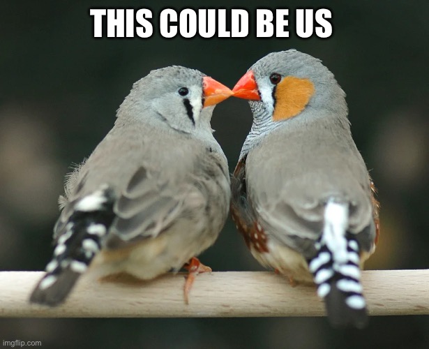This Could Be Us ( Zebra Finches ) | THIS COULD BE US | image tagged in birb,this could be us,animal meme,funny animal meme,birds,dank memes | made w/ Imgflip meme maker