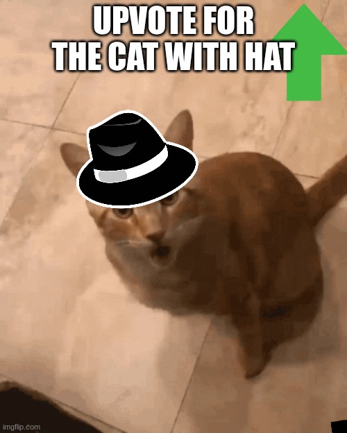 UPVOTE FOR THE CAT WITH HAT | image tagged in meme,funny,cool,cat,cool cat | made w/ Imgflip meme maker