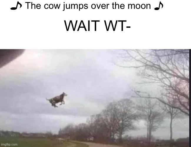 WT- | WAIT WT-; The cow jumps over the moon | image tagged in memes,cow | made w/ Imgflip meme maker
