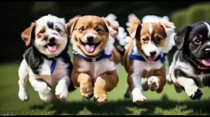 Look at these cute dogs! | made w/ Imgflip meme maker