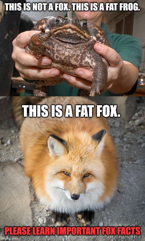 Important fox facts | THIS IS NOT A FOX. THIS IS A FAT FROG. THIS IS A FAT FOX. PLEASE LEARN IMPORTANT FOX FACTS | image tagged in frogs,foxes | made w/ Imgflip meme maker