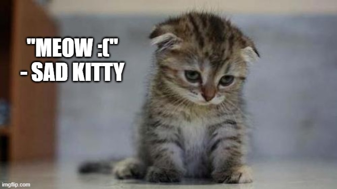Sad kitten | "MEOW :("
- SAD KITTY | image tagged in sad kitten | made w/ Imgflip meme maker