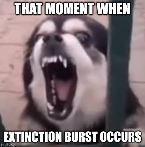 THAT MOMENT WHEN; EXTINCTION BURST OCCURS | made w/ Imgflip meme maker
