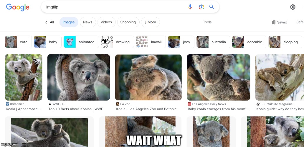 what the hell | WAIT WHAT | image tagged in imgflip,funny,goated memer,lol,koala,memes | made w/ Imgflip meme maker
