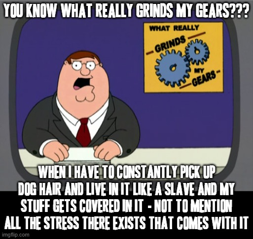 This is absolutely one of the good many reasons why I'm not a dog person | YOU KNOW WHAT REALLY GRINDS MY GEARS??? WHEN I HAVE TO CONSTANTLY PICK UP DOG HAIR AND LIVE IN IT LIKE A SLAVE AND MY STUFF GETS COVERED IN IT - NOT TO MENTION ALL THE STRESS THERE EXISTS THAT COMES WITH IT | image tagged in memes,peter griffin news,relatable,pets can be jerks sometimes,savage memes,family guy | made w/ Imgflip meme maker