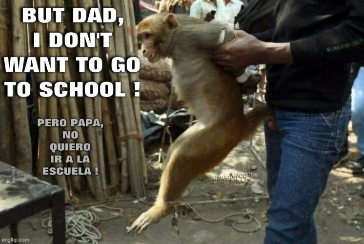 image tagged in monkey,school,children,parents,classes,back to school | made w/ Imgflip meme maker