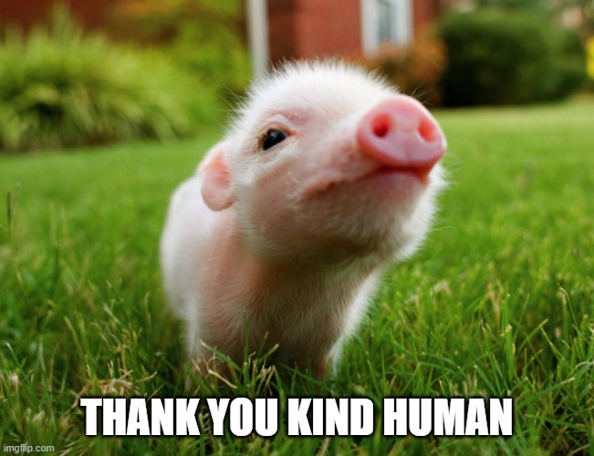 Cute Pig | THANK YOU KIND HUMAN | image tagged in cute pig | made w/ Imgflip meme maker
