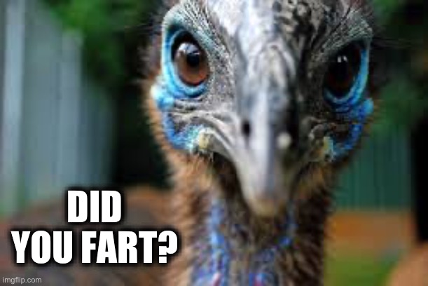 Did You Fart? ( Cassowary ) | DID YOU FART? | image tagged in farts,fart jokes,death stare,birds,animal meme,funny animal meme | made w/ Imgflip meme maker