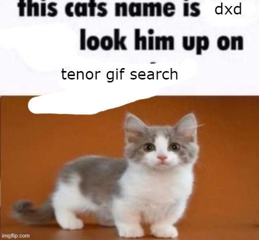 this cats name is x look him up on google | dxd; tenor gif search | image tagged in this cats name is x look him up on google | made w/ Imgflip meme maker