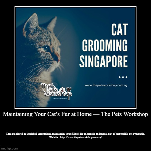 Maintaining Your Cat’s Fur at Home — The Pets Workshop | Cats are adored as cherished companions, maintaining your feline’s fur at home is a | image tagged in funny,demotivationals | made w/ Imgflip demotivational maker