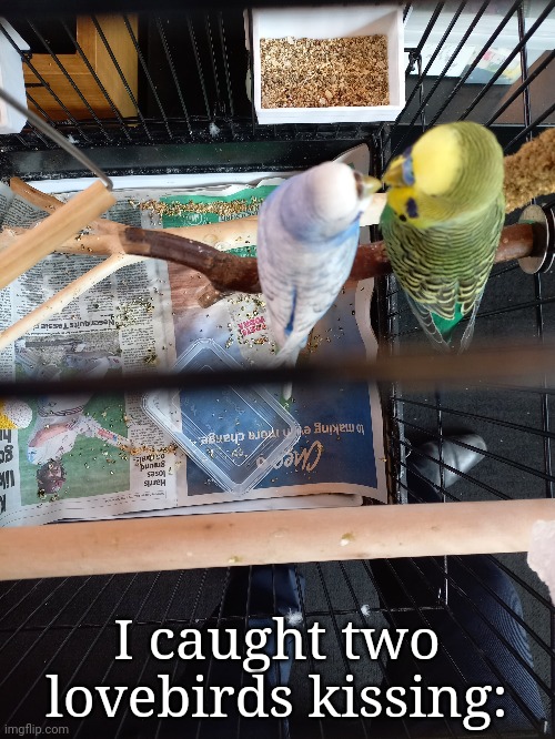 I caught two lovebirds kissing: | image tagged in frost | made w/ Imgflip meme maker