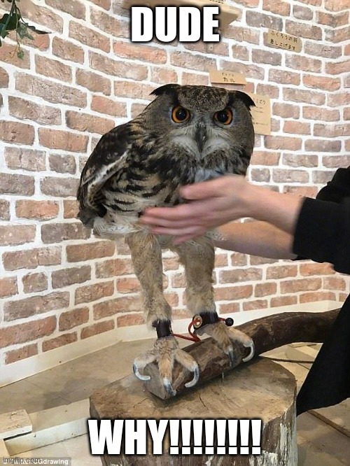 owl legs | DUDE; WHY!!!!!!!! | image tagged in owl legs | made w/ Imgflip meme maker