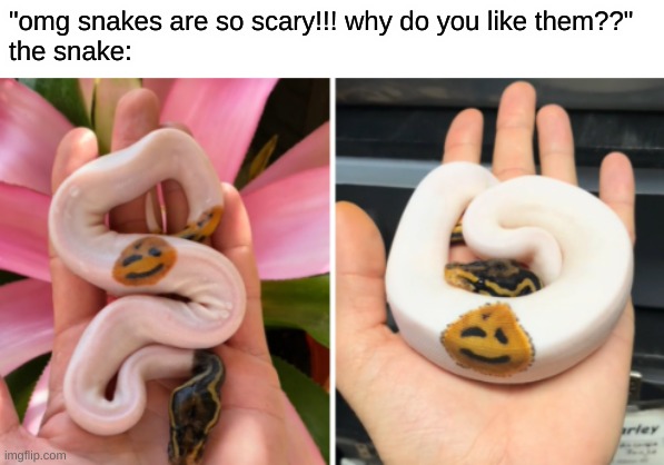 Title | "omg snakes are so scary!!! why do you like them??"
the snake: | image tagged in snake,cute,front page plz | made w/ Imgflip meme maker